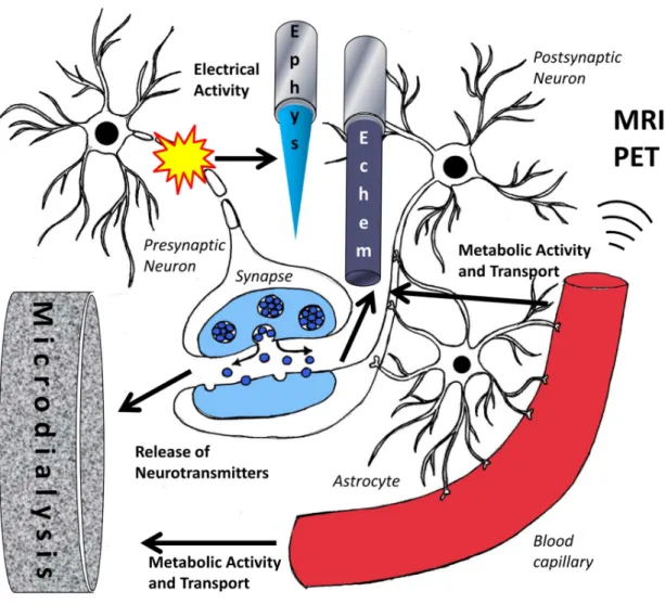 Figure  1.1.    Schematic  representation  of  the  mainstream  techniques  used  to  measure  local brain activity