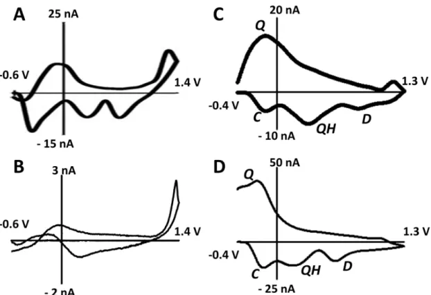 Figure 1.3.  Cyclic voltammograms for pH recorded in brain and in flow cell. 