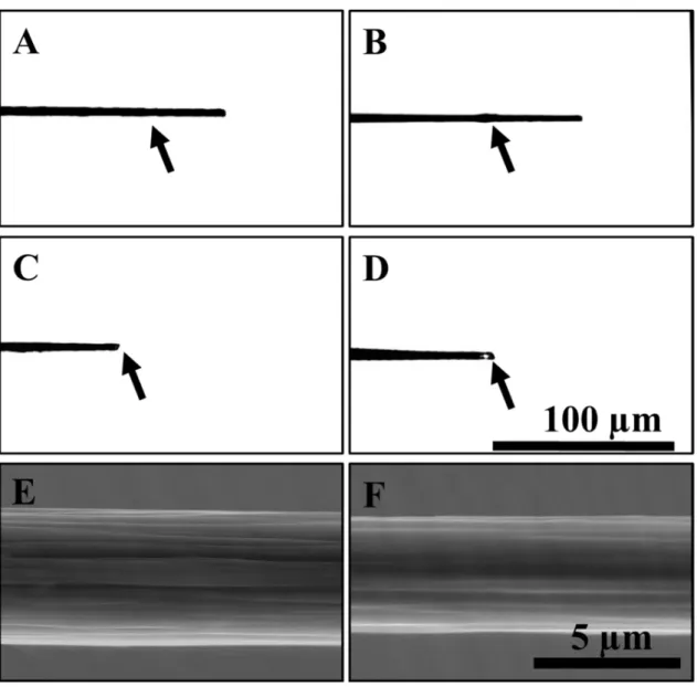 Figure  2.5.    Images  of carbon fiber  microelectrodes  after  prolonged treatment  with the  extended waveforms
