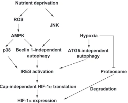 Figure 8: Schematic summary of nutrient deprivation- and hypoxia-induced HIF-1α expression