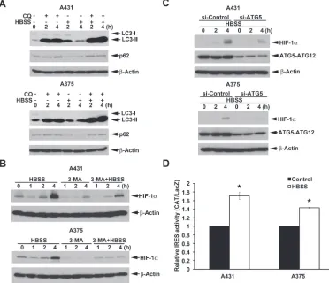 Figure 4: Beclin 1-independent macroautophagy also positively regulates HBSS-induced HIF-1α IRES activity in A431 and A375 cells