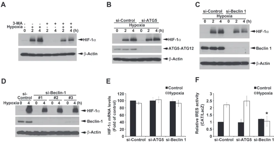 Figure 5: ATG5-independent macroautophagy positively regulates hypoxia-induced HIF-1α