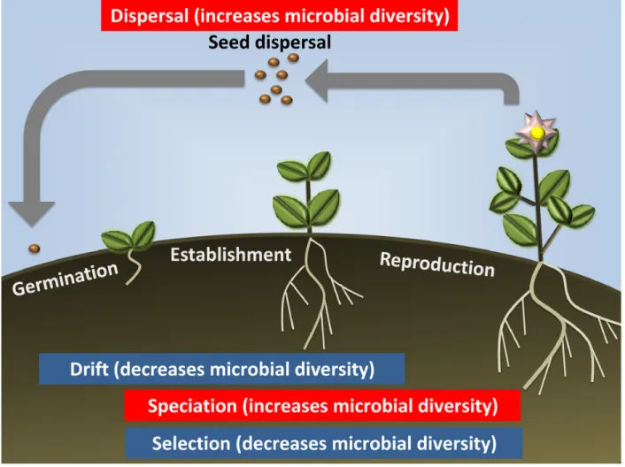 Figure 1.1: Plant microbiome assembly. There is evidence for four general ecological processes to occur during the plant life cycle: dispersal, drift, speciation and selection.
