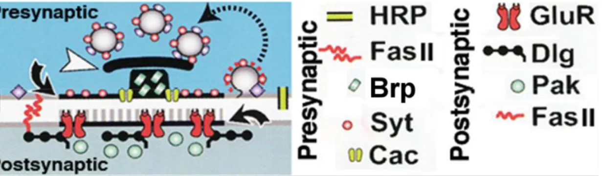 Figure 1.2 Schematic displaying known components at the synapse of Drosophila NMJ  (modified from Prokop, 2006)