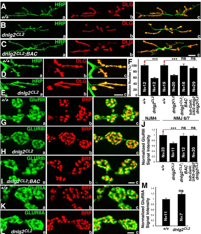 Figure 2.2. Synaptic bouton growth at NMJs is reduced in dnlg2 mutants. 