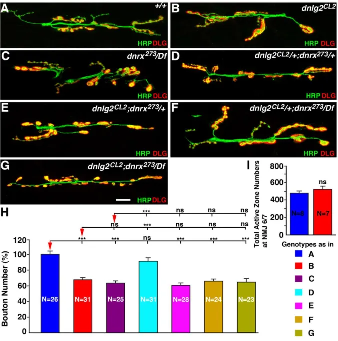 Figure 2.3. dnlg2 and dnrx mutants display similar NMJ developmental defects.  