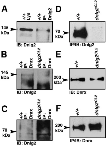 Figure 2.5. Dnlg2 forms a biochemical complex with Dnrx.  