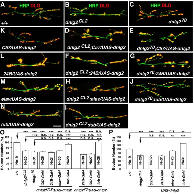 Figure 2.6. Dnlg2 is required pre- and post-synaptically for proper synaptic growth at  NMJs