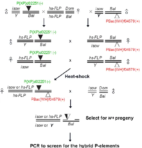 Figure S2.1 Genetic crossing scheme for the generation of dnlg2 null mutants.  