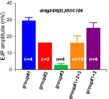 Figure S2.2 dnlg2/Df mutants display variable EJP amplitudes. 