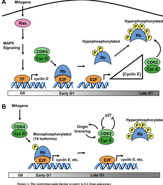 Figure 2. The restriction point during re-entry to G1 from quiescence