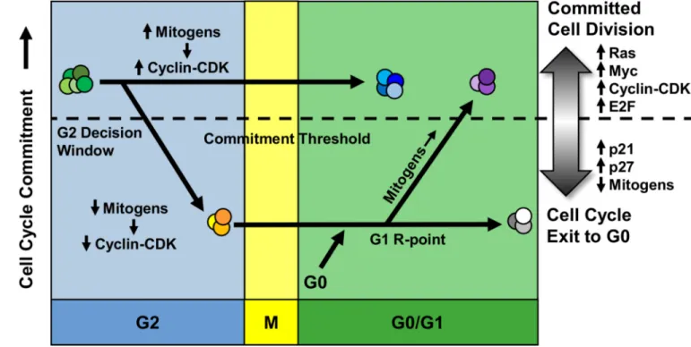 Figure 3. Multiple proliferation decisions in actively dividing cells