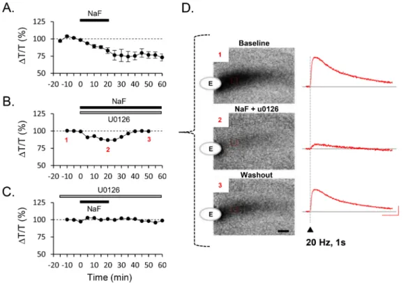 Fig. 2. MAPK inhibitor blocked decrease of ΔT/T baseline. (A-C) Time course of baseline change by NaF (A) and coapplication with U0126 (B, C)  was shown