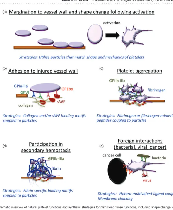 Figure 1 Schematic overview of natural platelet functions and synthetic strategies for mimicking those functions, including shape change following activation (a), adhesion to injured vascular endothelium (b), aggregation (c), participation in secondary hem