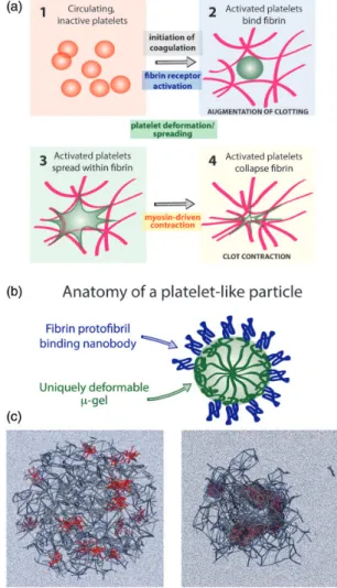 Figure 3 Structure and behavior of platelet-like particles developed by Brown et al. (a) Schematic of natural platelet behavior mimicked by platelet-like particles during clot formation and collapse