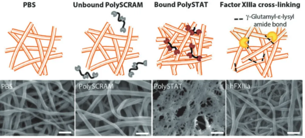Figure 4 Schematics and scanning electron microscope images of in vitro PolySTAT-induced fibrin clots