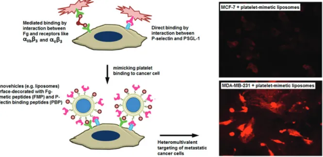 Figure 6 Drug delivery nanovehicles are surface-decorated with peptides to target and bind P-selectin and FMP