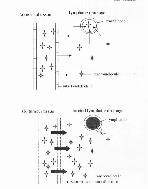 Figure 1.2 The EPR effect, adapted from Duncan, 1992. Panel (a) The 