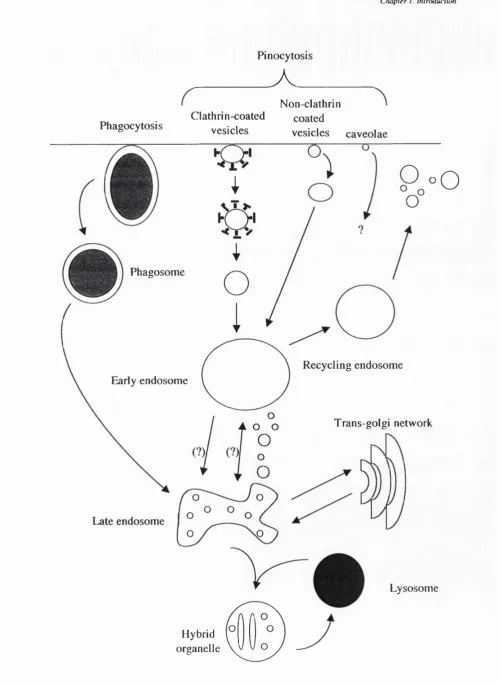 Figure 1.4 The endocytic pathway in a non polarised cell. (?) these pathways are speculatory.