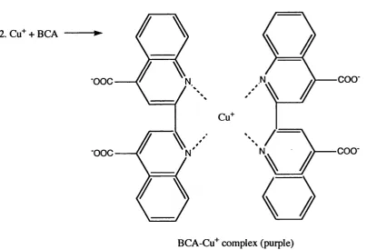 Figure 2.5 Reduction of Cu(II) to Cu(I) by proteins