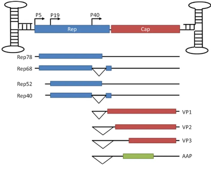 Figure 1.1: AAV2 genome organization. The AAV genome consists of a positive-sense or  negative-sense single-stranded 4.7 kb DNA molecule encoding two genes, Rep and Cap, flanked  by inverted terminal repeats (TRs) necessary for genome packaging and replica
