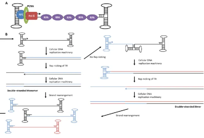 Figure 1.3: AAV genome replication factors and pathway. (A) Several cellular replication  factors have been demonstrated to be involved in AAV DNA replication, which requires only  leading strand DNA synthesis