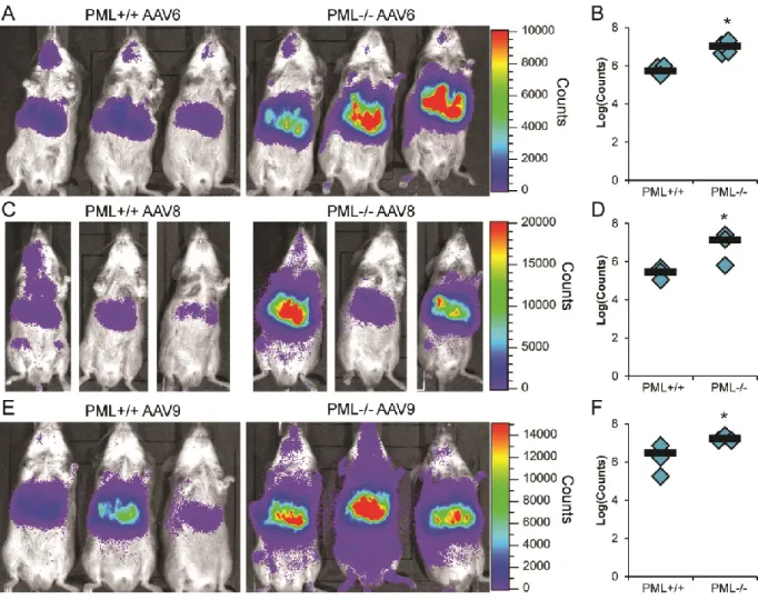 Figure 2.3. Enhancement of rAAV transduction by PML knockout is conserved among  several serotypes