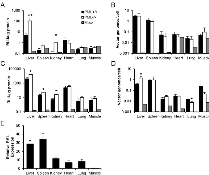 Figure 2.4: rAAV transduction enhancement is organ specific and correlates with PML  expression