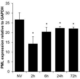 Figure 2.5, related to Figure 2.4. PML expression is not increased by rAAV2 transduction
