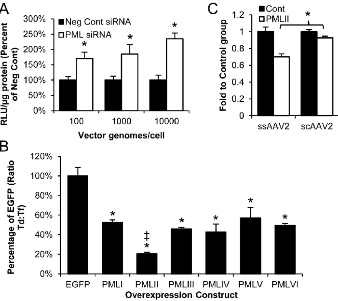 Fig 2.8: Human PML, especially isoform II, inhibits rAAV transduction and second-strand  synthesis
