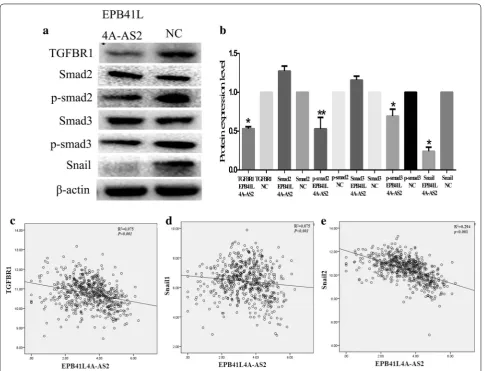 Fig. 7 EPB41L4A‑AS2 inhibits the TGFBR1/SMAD2/SMAD3 axis. a Western blot analysis to detect the expression of TGFBR1, Smad2, p‑Smad2, Smad3, p‑Smad3, Snail and β‑actin