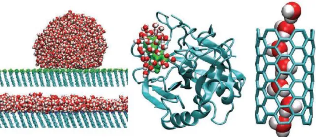 Figure  1.3  How  water  behaves  at  different  hydrophobic  elements:  extended  surfaces,  biomolecules, and SWNTs [29]