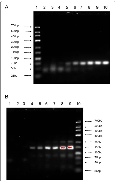 Figure 4 Sensitivity of conventional PCR for ARV and MS. (A)Sensitivity of conventional PCR for ARV