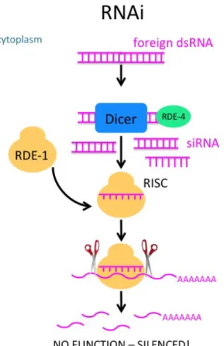 Figure 0.2. The mechanism RNA interference for silencing induced by small dsRNA.   