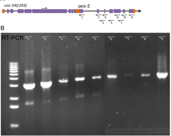 Figure 1.4. The unc­54(r293) message is bicistronic. (A) The structure of the unc­54­aex­5  bicistron, in addition to the location of primers used to identify this read‐through. (B)  rtPCR of the unc­54(r293) message.