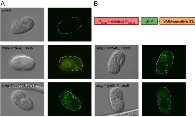Figure 1.5. Structure and expression of the pCM1.4 transgene. (A) Microscopy images of  representative comma‐stage embryos containing pCM1.4 (here denoted as reIs9) in  various smg­1 mutant backgrounds. (B) The structure of the pCM1.4 transgene.