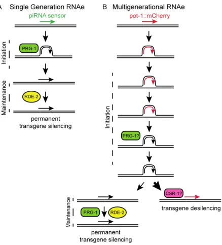 Figure 2.4. Model depicting (A) single generation RNAe, as previously described, and (B)  multigenerational RNAe. 