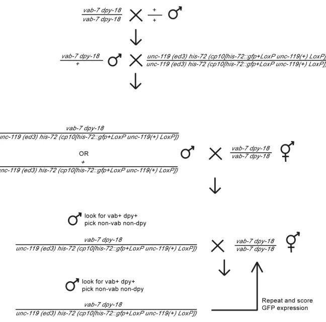 Figure 2.7. Schema used to cross the his­72::GFP transgene using Chromosome III markers  vab­7 dpy­18. 