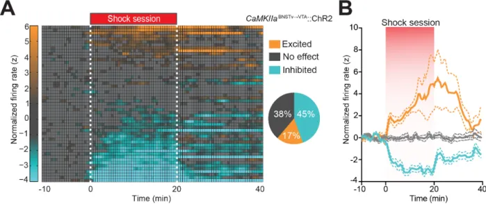 Figure 2.3:  vBNST→VTA projection neurons differentially respond to aversive stimuli.  