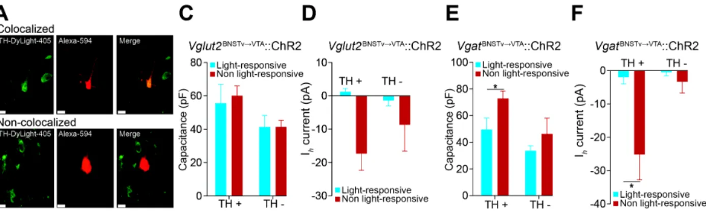Figure 2.6: Vglut2 vBNST → VTA  and Vgat vBNST → VTA  terminals synapse onto non-dopaminergic  and I h  negative dopaminergic neurons in the VTA