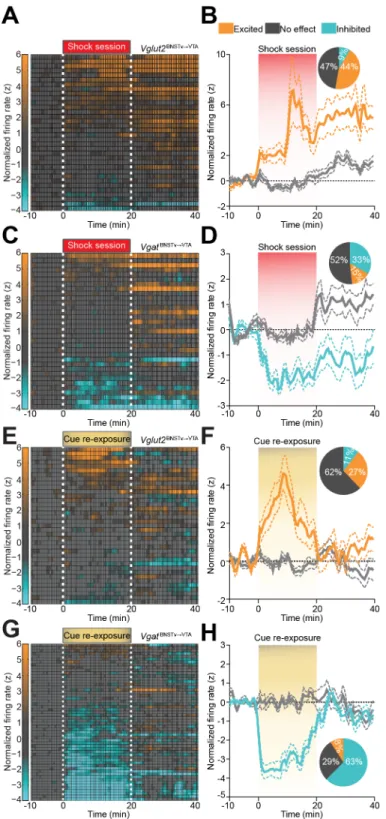 Figure 2.7: Vglut2 vBNST → VTA  and Vgat vBNST → VTA  projection neurons display distinct firing  patterns in response to foot-shock and shock-associated contextual cues