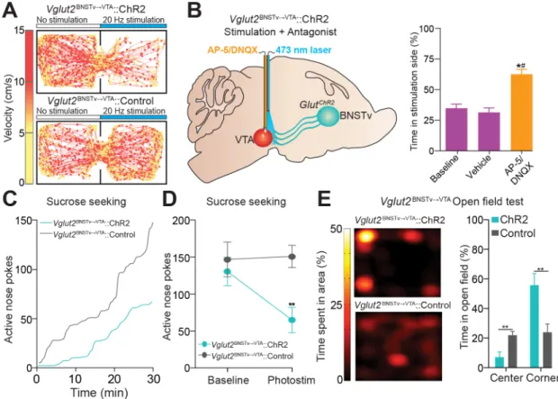 Figure 2.8: Photostimulation of the Vglut2 vBNST → VTA  pathway promotes aversion and  anxiety