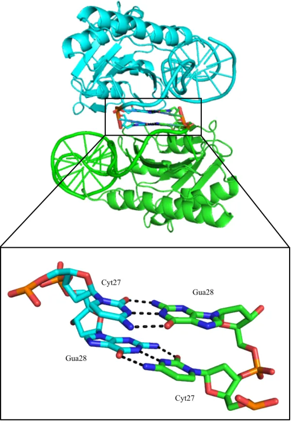 Figure 2.4 Crystal Packing Effect on the 3’ End of the DNA Substrate 