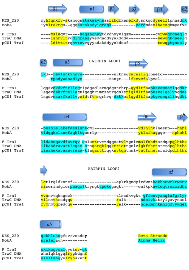 Figure 2.5.A Secondary Structure Alignment 
