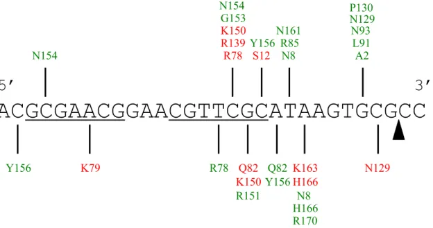 Figure 2.5.B Protein Residue Interactions with the DNA Bases 
