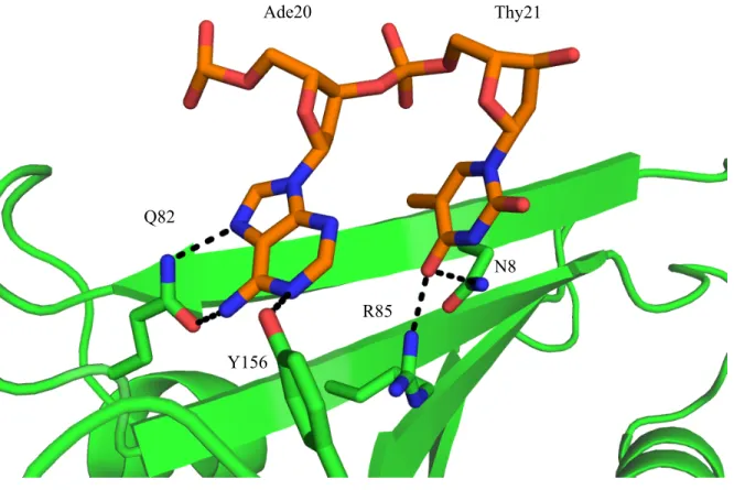 Figure 2.6 Single Strand DNA Base Specific Interactions Ade20 Thy21 Q82 Y156 R85 N8 