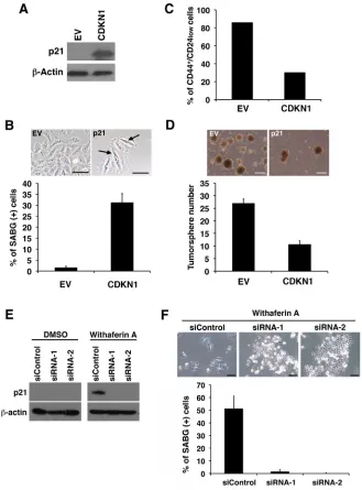 Figure 8: p21Cip1 suppresses CSC properties and induces cellular senescence of iCSCL-10A cells