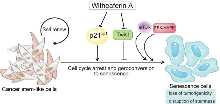 Figure 9: Withaferin A induces cellular senescence and prevents tumor initiating ability in CSC-like cells