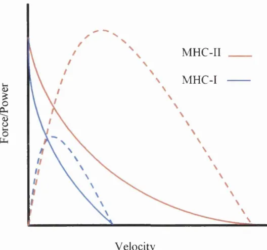 Figure 1.1 An example of typical force (continuous line) and power (dotted line) 