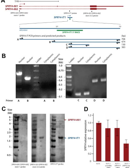 Figure 1:Maturation and Cellular Compartmentalization of SPRY4-IT1 Transcripts. (A) The sequence and location of SPRY4 and SPRY4-IT1